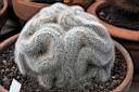 NOTOCACTUS SCOPA CRESTATO.jpg